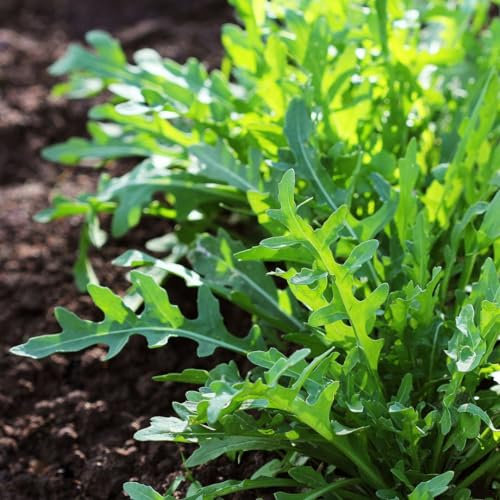 PREMIER SEEDS DIRECT - Seed Tape Rocket Cultivated - 6M (3X2M) - Approx 600 Seeds