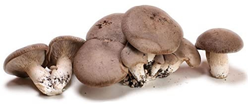 Balletta per la Produzione Professionale di Funghi Cardoncelli Pleurotus Eryngii Ideale per la Coltivazione del Fungo Cardoncello Pugliese Substrato e Ceppo (6)