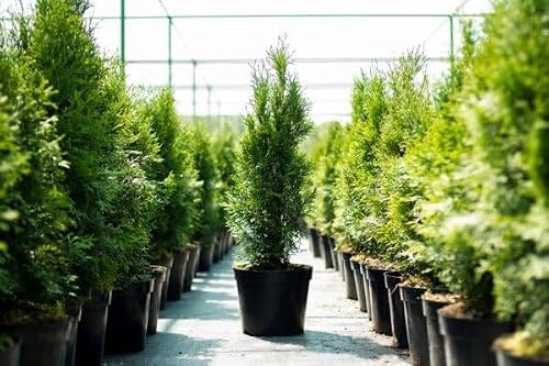 100 Thuja Smaragd 30-50cm ohne Topf gemessen Heckenpflanzen Lebensbaum Immergrüne Heckenpflanze Sichtschutzhecke immergrün & winterhart| Edelthuja sofort pflanzbar Topfware