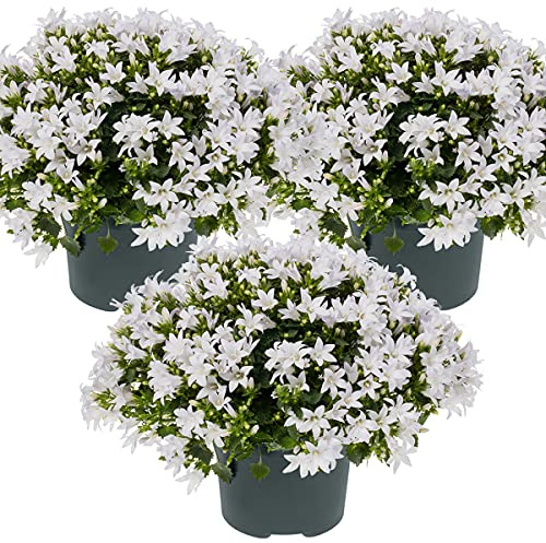 Bloomique - Set di 3 - Campanula Ambella White - Campanula Bianca - Pianta Coprisuolo - Pianta da Giardino - Resistente al Freddo - Adatta agli Animali - Alte 10-20 cm - Vaso 10,5 cm