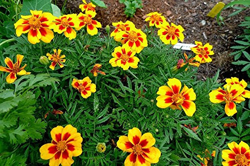 100 semi - Calendula Francese Nano Dainty MariettaTagetes