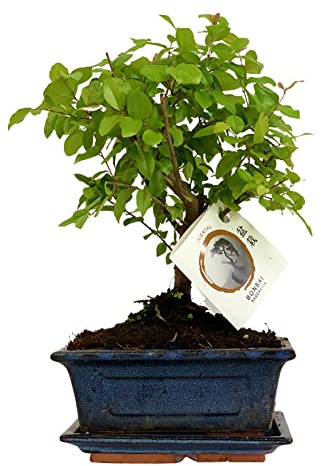 ZynesFlora Real Bonsaï Tree - Bol en céramique pour pot d'intérieur - Hauteur: 25-30cm - Feng Shui Zen Bonsaï Meditation Decoration