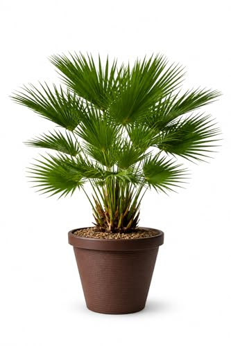Chamaerops Humilis - Palmito/Palmera Enana 65-80 cm con Maceta Gratis incluida en la medida – Planta Natural Resistente para Interior y Exterior – Fácil Cuidado – Planta Ornamental Mediterránea