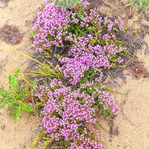 300 pcs Sandthymian Bodendecker Samen - Heilkräuter, bodendecker thymian Thymian Samen - Thymus Serpyllum Blumensamen Bodendecker Winterhart Gartenkräuter Gartenpflanzen Wildkräuter