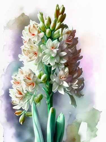 Hyazinthen Zwiebeln Hyazinthen zwiebeln Dekorative Pflanzen FüR Den Garten Hyazinthen rhizome Hyazinthen zwiebeln Hyazinthen zwiebeln winterhart