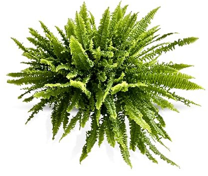 GREENTIA | Helecho de salón/Helecho Boston - Nephrolepis Exaltata Bostoniensis Planta Natural T15 / M15 en Tarrina (Maceta) Colgante de 15cm de diámetro