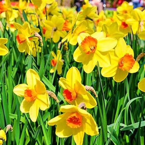 Narzissenzwiebel-Winterhart MehrjäHrig,Narzissen Knollen,Narzissenzwiebel,Narzissen Zwiebeln Winterhart,Gartenblumen,Winterharte Stauden,Bonsai Pflanze