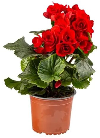 Begonia Elatior Natural Flor de Primavera para Interiores