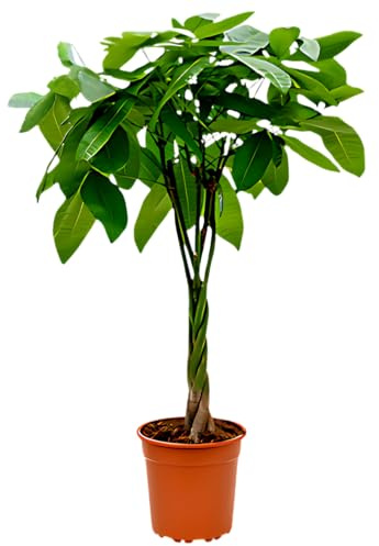 Glückskastanie | Pachira | ca. 40-50 cm | ø 12-15cm Topf | Pflegeleichte Zimmerpflanzen für Wohnung und Büro | Qualität vom Pflanzen Profi | Ideale Raumbegrünung