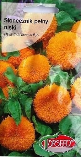 Verdica Helianthus annuus - Semi di girasole nano dorati, fiori compatti, giallo vivo, ideale per tagli e aiuole, facile da tirare, altezza 50-60 cm (2 grammi)