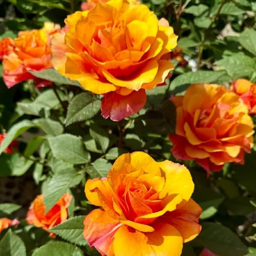 Semillas de rosal, Decoración de jardín para exteriores balcón semillas jardín arbustos exterior jardín exóticas 400pcs