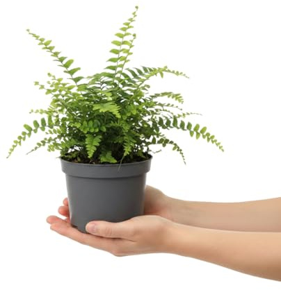 Helecho Común para Interior DECOALIVE Nephrolepis Exaltata 25 cm, Maceta 12 cm y Follaje Abundante