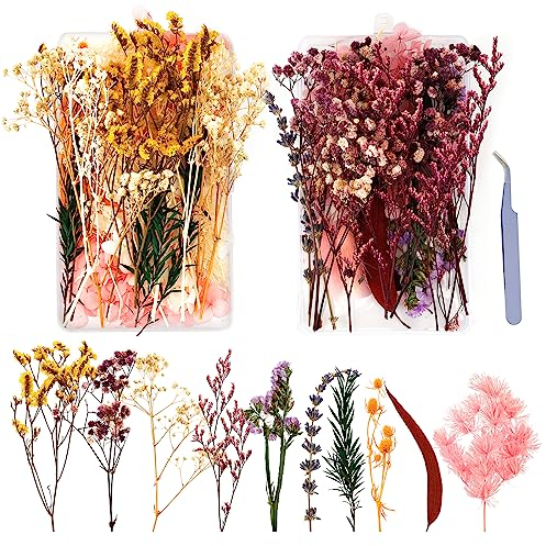 EKOCEV Trockenblumen 2 Boxen Natürliche Getrocknete Blumen, Klein Trockenblumen zum Basteln für Blumen Deko Dekoration DIY Karten Harz und Scrapbooking