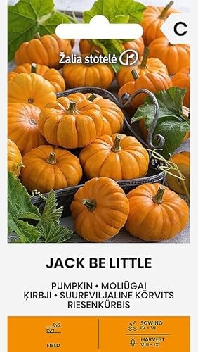 Zalia stotele | Zucca Gigante - Semi di Jack Be Little, mini zucca | Semi di ortaggi | Semi di piante | Semi di zucca | La varietà è molto produttiva | 1 confezione