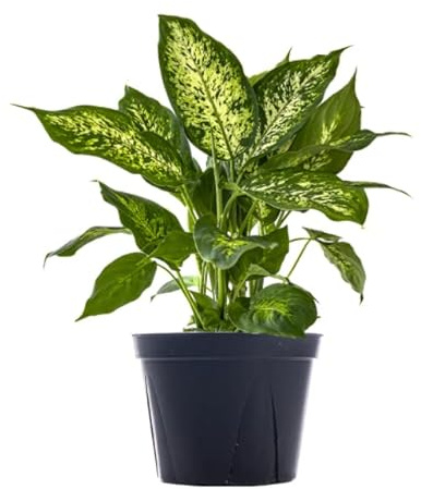 DECOALIVE Planta de Interior Natural Dieffenbachia Exotica Compacta Planta para el Hogar