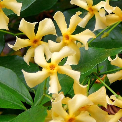 Bloomique - Set de 2 - Trachelospermum jasminoides - Jazmín toscano - Amarillo - Trepadora - Jardín - Resistente al frío - Perenne - Altura 50-70 cm - Maceta 15 cm