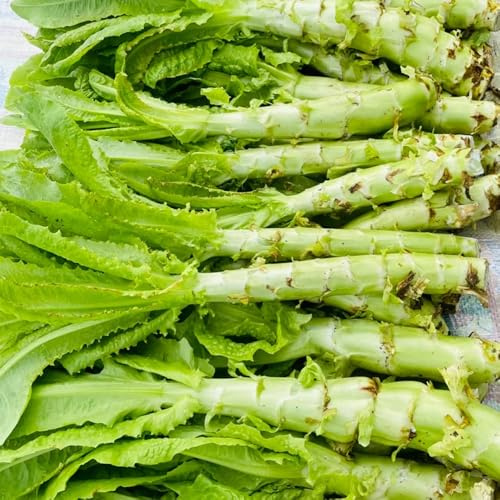 Semillas de ensalada de espárragos - Lactuca sativa - orgánicas de jardín de invierno, 200pcs