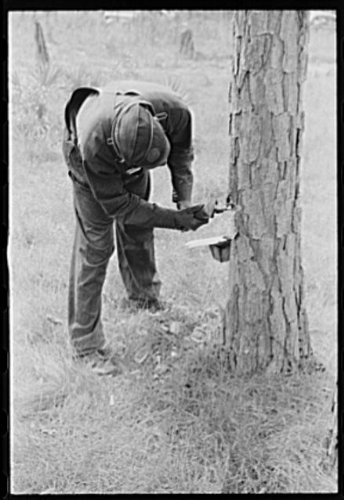 HistoricalFindings Photo: Chipping Turpentine,Near Pembroke,Georgia,GA,Bryan County,FSA,1941,1