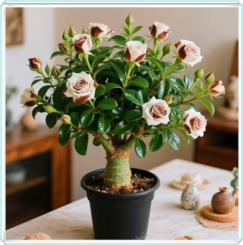 Bulbos de oreja de elefante: sus hojas enormes son muy ornamentales y adecuadas para plantar en patios y balcones para crear un paisaje verde tropical.-1bulbos-B