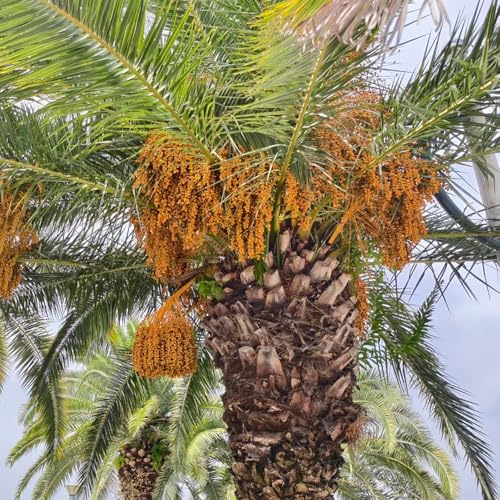 Palma da datteri - biologico, vecchie varietà serra interna in vaso all'aperto appartamento esotiche rampicanti balcone 45semi
