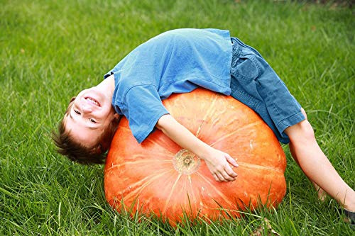 300 Semillas de Calabaza máximos Grandes de la Herencia ~ 100 + Linterna Libra Mega Gigante Jack O'!