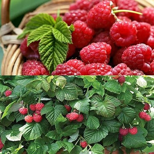 3 x Raspberry Polka Bare Root Cane - Grow Your Own Raspberries - Bare Root Raspberry Runner - Fruit Plant (Regular Packaging)