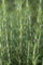 Rosmarinus officinalis 'Arp' ca. 9x9 cm Topf - Rosmarin, aromatische Blätter, winterhart, ideal für Kräutergärten, pflegeleicht