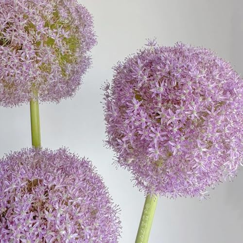 bulbi di allium, ornamentali - resistenti allium giganteum per balcone decorazione 6pcs