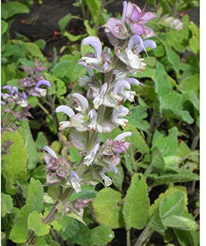 Blumixx Stauden Salvia sclarea – Muskatellersalbei im 0,5L Topf – winterhart, bienenfreundlich, duftend – hellviolett blühende Staude für Beet & Garten