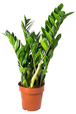 Zamioculcas Zamiifolia Planta Natural de Interior Planza ZZ muy Resistente