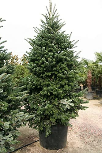 Abete del Caucaso Abies nordmanniana Albero di Natale in mastello ø40 cm h. 120/140 cm