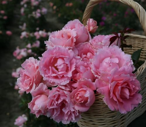 Rosa 'Poetry' 90 cm Stammhöhe - Edelrose, zartrosa Blüten, Blütezeit Juni-September, ideal für Kübel und Rabatten, duftend, pflegeleicht