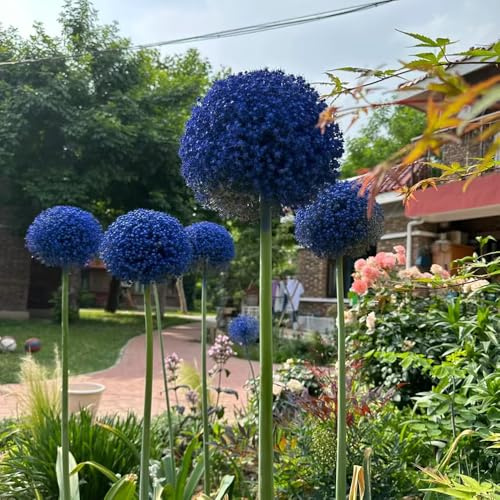 bulbi di allium - allium giganteum - resistenti, aglio ornamentale in vaso decorazioni da giardino per esterni da appartamento esotiche giardino 6pcs