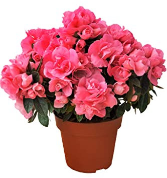 Rhododendron Flor Azalea Planta Natural de Interior y Exterior