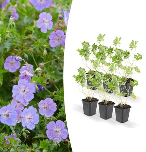 Trendyplants - Geranium Rozanne - 6 pièces - Bec de cigogne - Hauteur 20-30cm - Pot Ø9cm