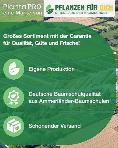 Brautspiere Spiraea arguta im Topf gewachsen (60-80cm)