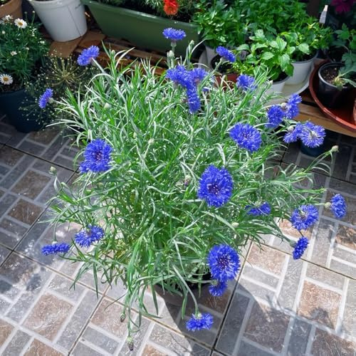 semi di fiordaliso per luoghi soleggiati di fiordaliso da balcone perenni resistenti to perenni resistenti per il giardino 1200pcs