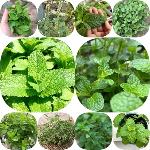 Semi di menta piperita resistenti per giardini rocciosi balcone coltivazione di giardino menta rara vecchie varietà 1300pcs