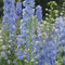 Delphinium/Larkspur - Verano Skies- 50 semillas