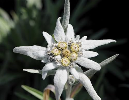 Nouveau frais 100 pcs graines de fleurs d'edelweiss