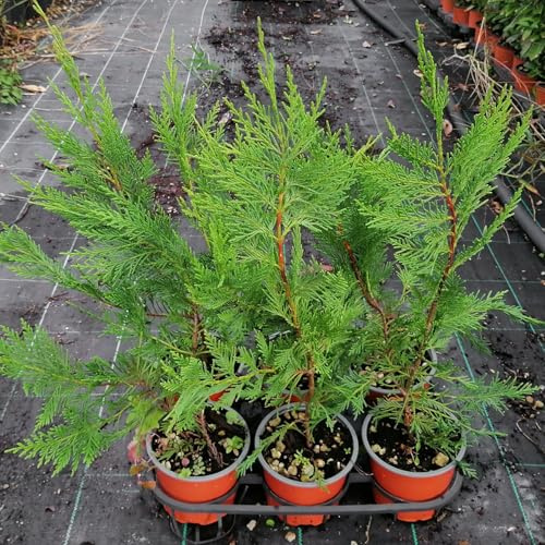 Cipresso Cupressocyparis leylandii, 24 piante alte 40/60 cn, vaso Ø13, per siepi alte e folte