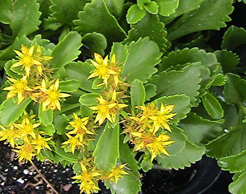 20 Spirit Sedum, cubierta de suelo semisuculenta - Zona 5 Hardy: Semillas