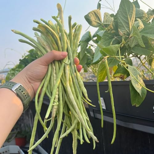 semillas de frijol de jardín - silvestres variedades antiguas, raras, 30pcs