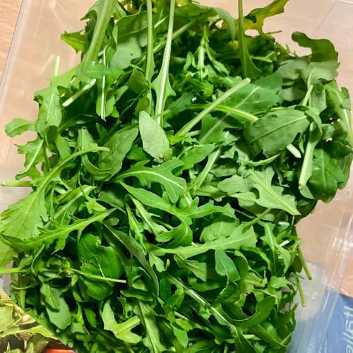 rucola samen winterhart - rucola pflanzen frisch samen, gewächshaus balkon, balkon gemüse rucolasamen bio mehrjährig, pflanzensamen, gemüsesamen alte sorten exotische pflanzen 150pcs