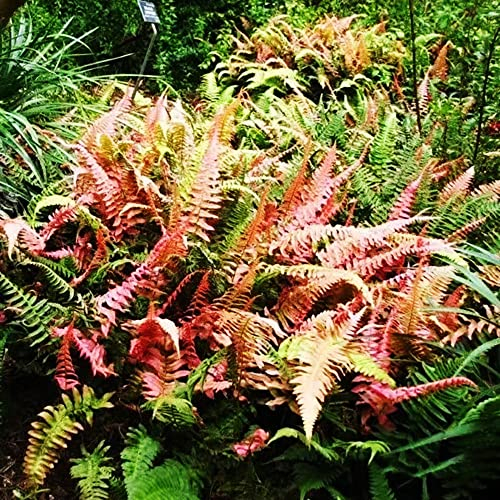 Farn Samen Winterhart, Pteridium Aquilinum, Winterharte Kübelpflanzen Gartenpflanzen Winterhart Pflanzenkübel Pflanzendeko Praktische Geschenke Dachbegrünung Samen 50 Stück