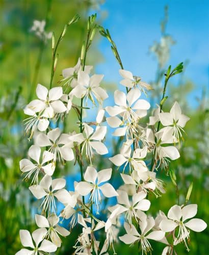 Gaura lindheimerii 'Whirling Butterflies' ca. 9x9 cm Topf - Prachtkerze, weiße Blüten, Blütezeit Juni-Oktober, ideal für Rabatten, pflegeleicht, bienenfreundlich