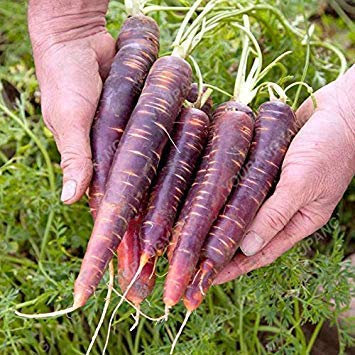 seedsown Germination Les graines: 50 - Graines: Zulu Poivron Graines - A Beautiful Pepper de la Pologne. !!!
