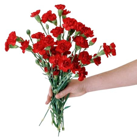 Bouquet de Claveles | DECOALIVE | Ramo de 50 Clavel Rojo| Flores Frescas Naturales