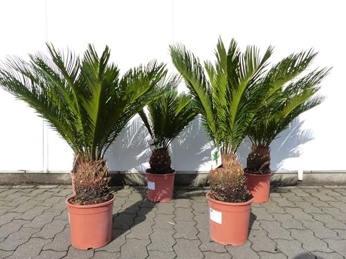 gruenwaren jakubik Palmfarn XXL 75-90 cm Cycas Revoluta Sagopalme Palme, innen + außen, 50 cm Stammumfang