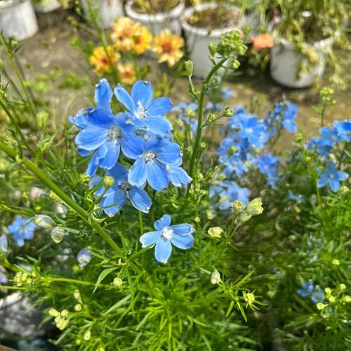 semi resistenti di delphinium vecchie varietà, decorazione soggiorno di delphinium per il giardino, resistenti balcone, decorazione 200pcs